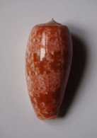 Conus Bullatus - Coquillages