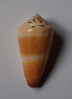 Conus Ferrugineus - Coquillages