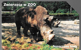 CARTE-MAGNETIQUE-POLOGNE-ZOO-RHINOCEROS-Utilisé- TBE - Giungla