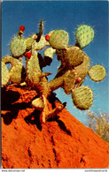 Prickley Pear Cactus - Cactus