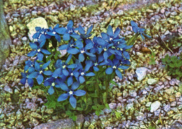 Enzian  Im Botanischen Garten, Kopenhagen - Medicinal Plants