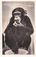 Rhenen Ouwehands Dierenpark Chimpansee M3825 - Rhenen