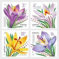 Romania 2022 / Crocuses / Set 4 Stamps - Unused Stamps
