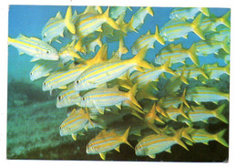 SRI LANKA (CEYLON) --HIKKADUWA--1975--Poissons Trpicaux ...beaux Timbres.......cachet - Sri Lanka (Ceylon)