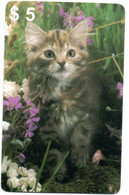 Chat Cat Katze Carte Prépayée Setcall USA Etats-Unis Card ( D 777) - Collections