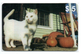 Chat Cat Katze Carte Prépayée Setcall USA Etats-Unis Card ( D 783) - Collections