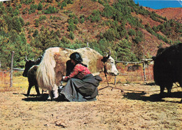 NEPAL - SHERPA GIRL AND YAK - Népal