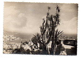 MONACO-1952-Vue à Travers Les Cereus Et Yuccas Du Jardin  .. Timbre...cachet  " 4ème Championnat Du Monde De Pétanque  " - Jardin Exotique