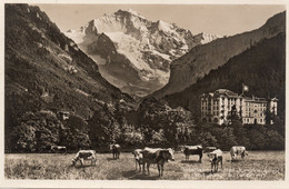 SUISSE,SCHWEIZ,SVIZZERA,SWITZERLAND,HELVETIA,SWISS,BERNE,INTERLAKEN,IL Y A 100 ANS,VACHE,HOTEL,PRAIRIE,RARE - Bern