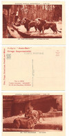 Cpa, Lot 3 Photos,  2 Scannes Plus Verso Publicité "jean Bart", Parc Zoologique, Lions Et Lionnes, Belle Carte - Leoni