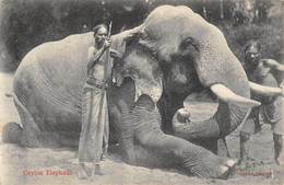 CPA CEYLON ELEPHANT - Sri Lanka (Ceylon)