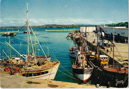 29  Douarnenez  -   - Le Port Et La Criee - Douarnenez