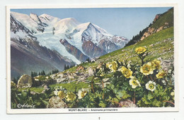 74 Haute Savoie Mont Blanc Fleurs Anémone Printanière Ed Oddoux  Grenoble - Chamonix-Mont-Blanc