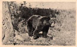 ALBERTA / JASPER NATIONAL PARK / BLACK BEAR - Jasper