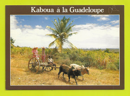 Guadeloupe KABOUA Charrette De Guadeloupe N°235 Bel Attelage De Vaches VOIR DOS - Attelages