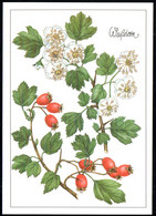 F8217 - TOP Gottschlich Christiane Künstlerkarte - Weißdorn Heilpflanze - Planet Verlag DDR - Medicinal Plants