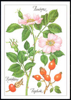 F8223 - TOP Gottschlich Christiane Künstlerkarte - Rose Heilpflanze - Planet Verlag DDR - Medicinal Plants