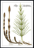 F8225 - TOP Gottschlich Christiane Künstlerkarte - Acker Schachtelhalm Heilpflanze - Planet Verlag DDR - Medicinal Plants