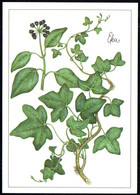 F8227 - TOP Gottschlich Christiane Künstlerkarte - Efeu Heilpflanze - Planet Verlag DDR - Plantes Médicinales