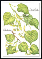 F8228 - TOP Gottschlich Christiane Künstlerkarte - Linde Heilpflanze - Planet Verlag DDR - Medicinal Plants