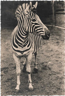 Animaux - Photo Van De  Polle -  Zebre - Zebras