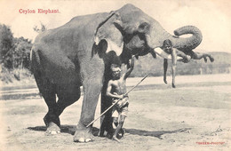 CPA ASIE CEYLON ELEPHANT - Sri Lanka (Ceylon)