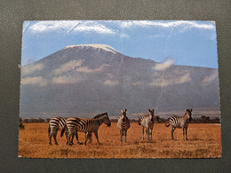 KENYA ZEBRE - Kenya