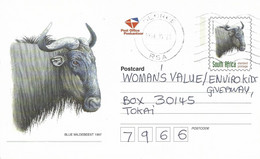 RSA South Africa 1998 George Blue Wildebeest Connochaetes Taurinus Domestic Postal Stationary Card - Game