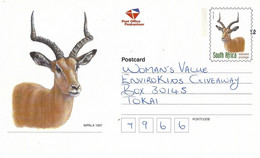 RSA South Africa 1997 Wijnberg Impala Aepyceros Melampus Antilope Domestic Postal Stationary Card - Animalez De Caza