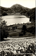 34585 - Niederösterreich - Narzissenflora Am Lunzersee - Nicht Gelaufen - Lunz Am See