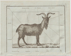 Gravure Authentique Circa 1785 Planche Vétérinaire Maladies De La Chèvre  Journal D'Agriculture Abbé Rozier  P 396 - Otros Planes