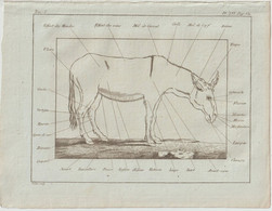 Gravure Authentique Circa 1785 Planche Vétérinaire Maladies De L'Ane  Journal D'Agriculture Abbé Rozier  P 530 - Other Plans