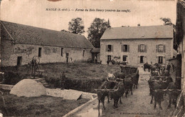 78 - MAULE / FERME DU BOIS HENRY (RENTREE DES BOEUFS) - Maule