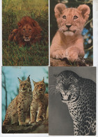 37 Cartes Animaux  -   Tigre , Lion , Léopard , Jaguar - Tigers