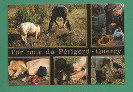 L ' Or Noir Du Périgord Quercy ( Champignons Cèpes, Truffes, Cochon Et Chien Qui Cherche La Truffe, Marché ) - Crías