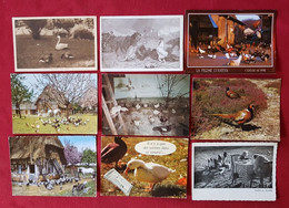 31 Cartes - Ferme Agricole - Agriculteur -Basse Cour - Poules, Coqs, Canards - Poule, Coq, Canard, Volaille, Elevage - Elevage