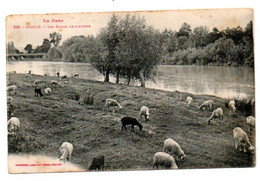 32 - Gers / RISCLE -- Les Bords De L'Adour (troupeau De Moutons). - Riscle