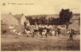 Saint Hubert Le Berger Ardennais Avec Des Chevres - Saint-Hubert