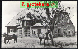 LOCHEM Ruighenrode Kamphuis ’t Wilde Zand 1974 – Paarden - Lochem