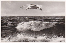 AK 061215 GERMANY - Kellenhusen - Möwe Im Flug - Kellenhusen