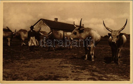 ** T1 Magyar ökrök. Photo Mészöly - Ohne Zuordnung