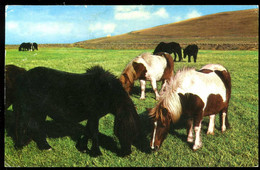 Shetland Ponies Photo Precision 1977 - Shetland