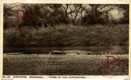 SUDAFRICA // SOUTH AFRICA. TRANSVAAL HOME OF THE HIPPOPOTAMI - Hippopotamuses