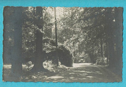 * Kluisbergen - Mont De L'Enclus (Oost Vlaanderen) * (Photo D'art N. Verheyde Comines) Carte Photo, Fotokaart, Bois Bos - Kluisbergen