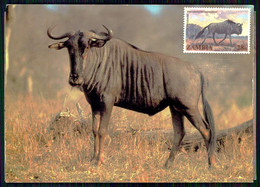 ZAMBIA - FILATELIA - MÁXIMOS -Blue Wildebeest.( Ed. Art Publishers Nº 503) Carte Postale - Sambia