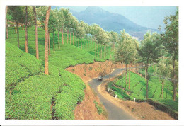 Munnar (Kerala, India) Tea Plantation - India