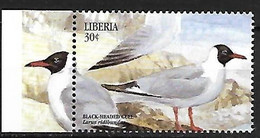 Liberia - MNH ** 1999 :   Black-headed Gull  - Chroicocephalus Ridibundus - Gabbiani