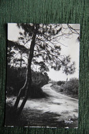 Forêt De La  TRANCHE SUR MER - La Tranche Sur Mer