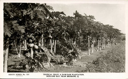 Australia, Queensland, BRISBANE, Paw-Paw Plantation (1950s) Sidues Series RPPC - Brisbane