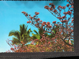 Postcard. Bolsón Of The Maquilishuat 2012 ( Butterfly, Flower , Lion Club Stamps) - El Salvador